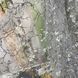 Тюль з органзи з сірими квітами рулоном (907-8)