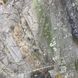 Тюль из органзы с светло-коричневими цветами на метраж (907-2) фото 3